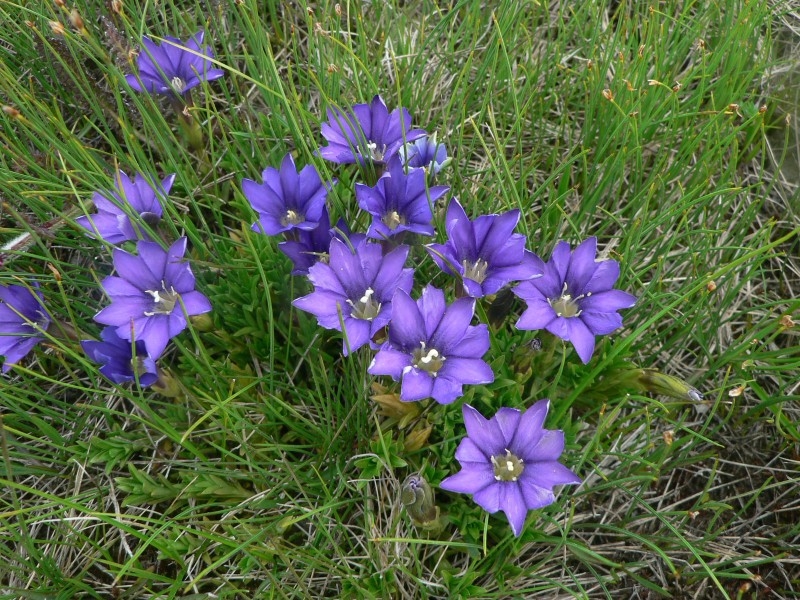 Gentiana pyrenaica L. par Mathieu Menand, , Flora Data, Tela Botanica, Licence CC-by-SA