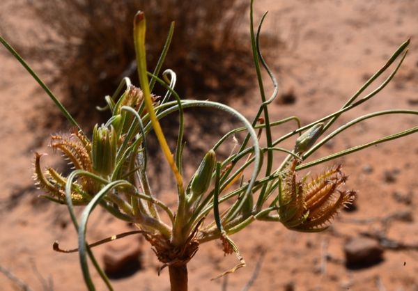 Koelpinia linearis