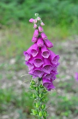 Digitalis purpurea L.