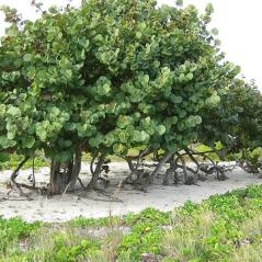 Image Descubriendo Coccoloba y el apasionante mundo de los árboles tropicales