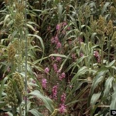 Image L'herbe aux sorcières : venez la traquer!