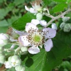 Image La revanche des Rubus