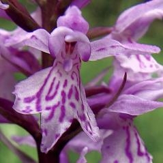 Image Dactylorhiza