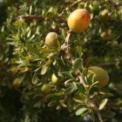 Image Herbier du Maroc de Joël Mathez 