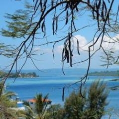 Image Plants and People of Vanuatu