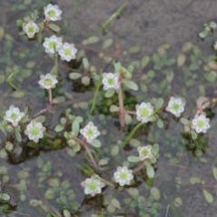 Image La flore méconnue et menacée du Bassin parisien