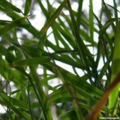 Image Herbes Folles de Nouvelle-Calédonie