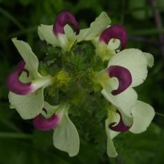 Image Les Pedicularis