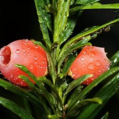 Image De l'if à la pervenche : des plantes qui soignent