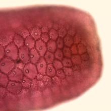 Image Laurencia: diversité des espèces et des molécules