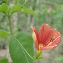 Image Flore du bas Onilahy que la géo !