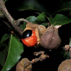 Image Avocats, litchis, ramboutans, cannelle, guarana et plus encore !