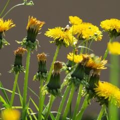 Image Taraxacum : les pissenlits mis en valeur