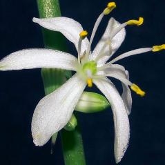 Image Les Chlorophytum et ses genres alliés