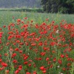 Image Fleurs des champs