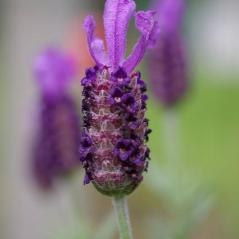 Image Une aromatique emblématique : la lavande 