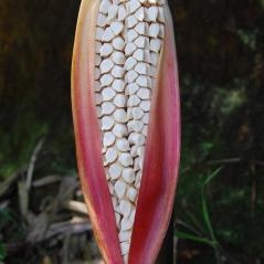 Image  Les palmiers d'Asie