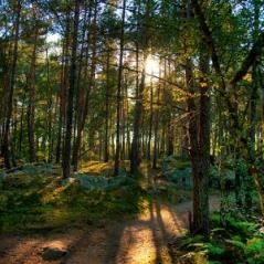 Image Au coeur de la forêt